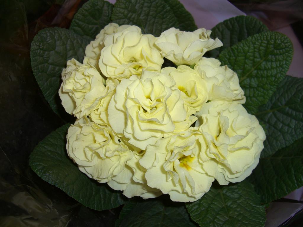 3SKIALPMONTEBONDONE200209-1.jpg